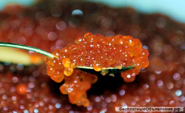 Красная Икра оптом и в розницу Пермь Лучшая Цена и Качество