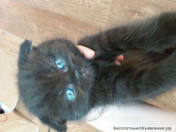 Шотландская вислоухая