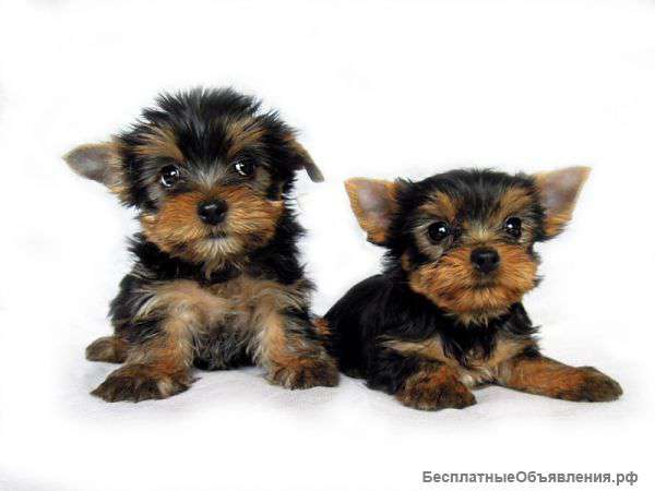 Йоркширский терьер купить
