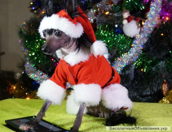 Новогодний костюм для вашего любимца