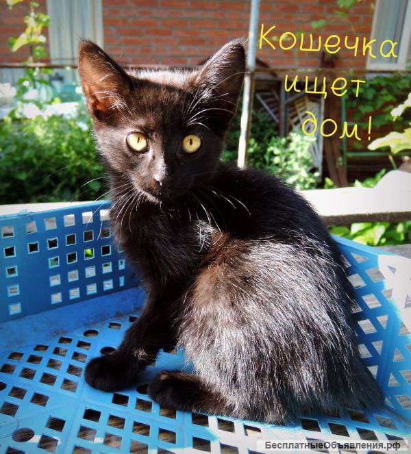 Котятки от крысоловки в добрые руки