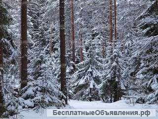 Новоглагольево 36 сот леса + дом + баня