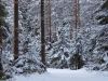 Новоглагольево 36 сот леса + дом + баня