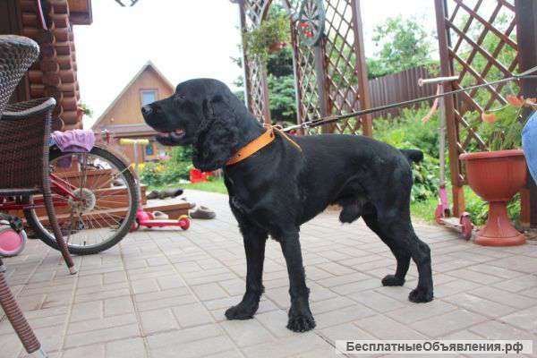 Лорд английский спаниель в дар