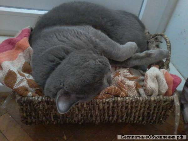 Зооняня для кошекпередержка