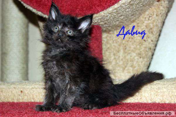 Котик мейн кун