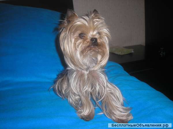 Йорки микро- и мини, вес - от 1,4 кг., вязка -инструктор, осеменение, роды.