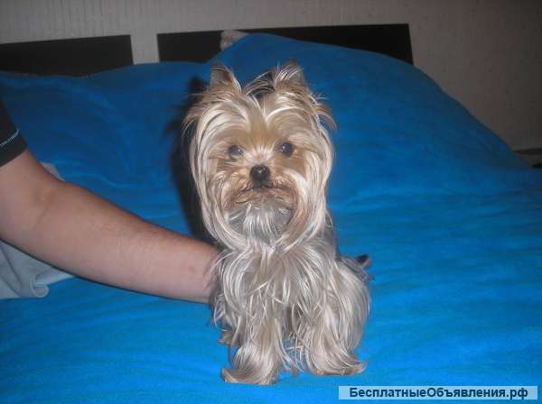 Йорки микро- и мини, вес - от 1,4 кг., вязка -инструктор, осеменение, роды.
