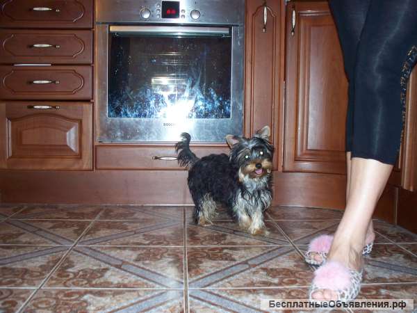 Йорки микро- и мини, вес - от 1,4 кг., вязка -инструктор, осеменение, роды.