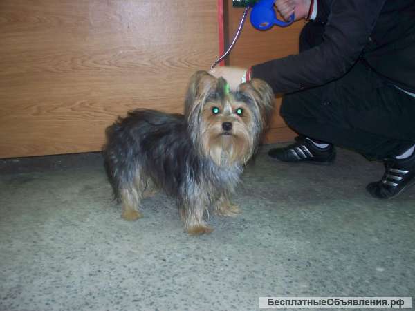 Йорки микро- и мини, вес - от 1,4 кг., вязка -инструктор, осеменение, роды.