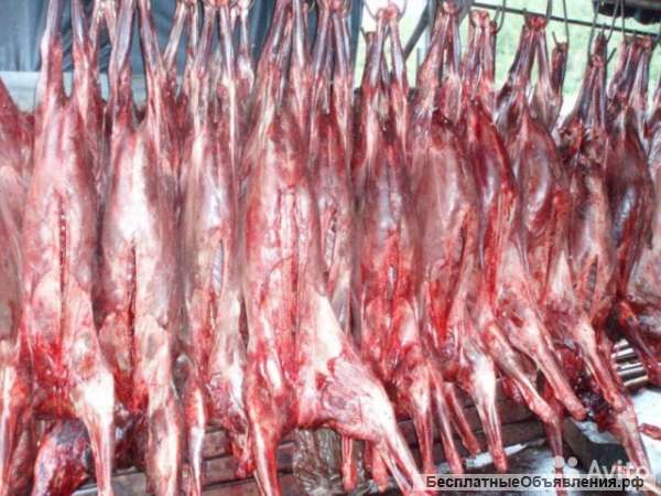 Диетическое мясо дикого Камчатского Лося