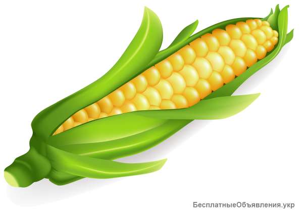 ПБФ "КОЛОС" предлагает качественные семена Кукурузы от производителя