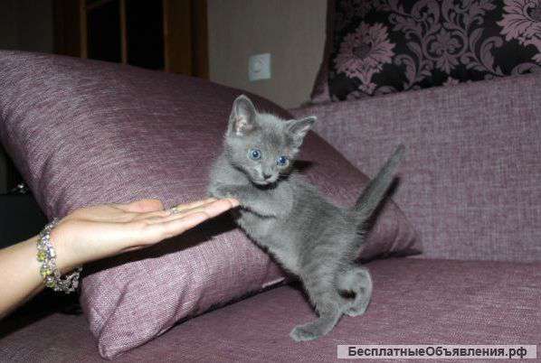 Русские голубые котята