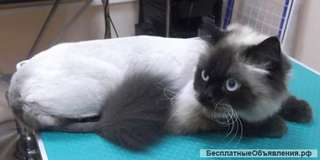 Стрижка кота в колтунах