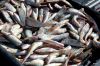 Черноморская, свежая рыба сухой заморозки барабуля, ставрида