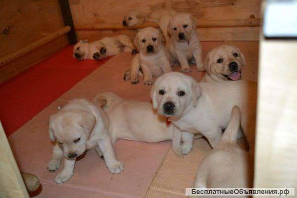 Щенки Лабрадора