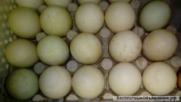 Яйцо инкубационное индийский - бегунок