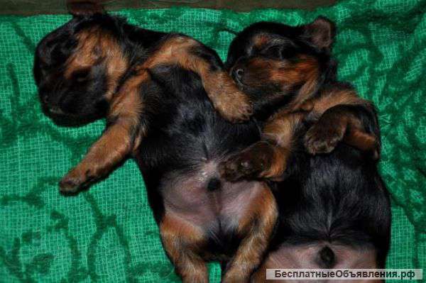 Продаю щенков йоркширского терьера