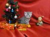 Шотландская кошечка