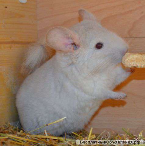 Шиншиллы бежевого окраса