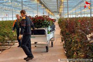 Работники тепличного комплекса