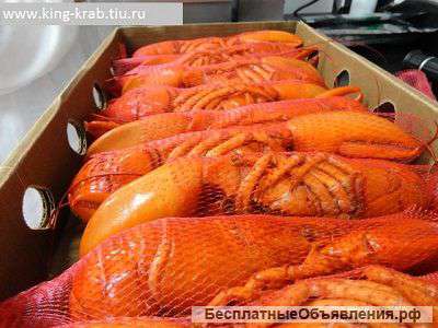 Лобстер дикий в/мороженый от 320рублей за штуку.