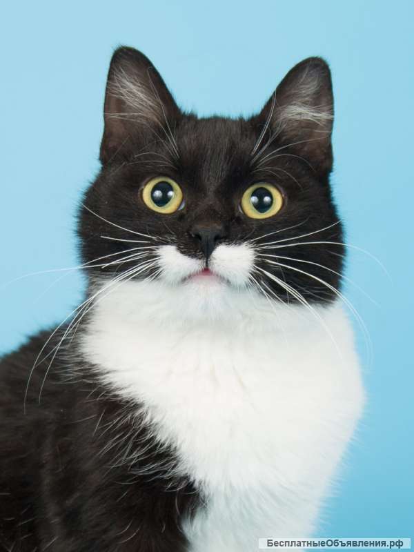 Котенок подросток Боня в добрые руки