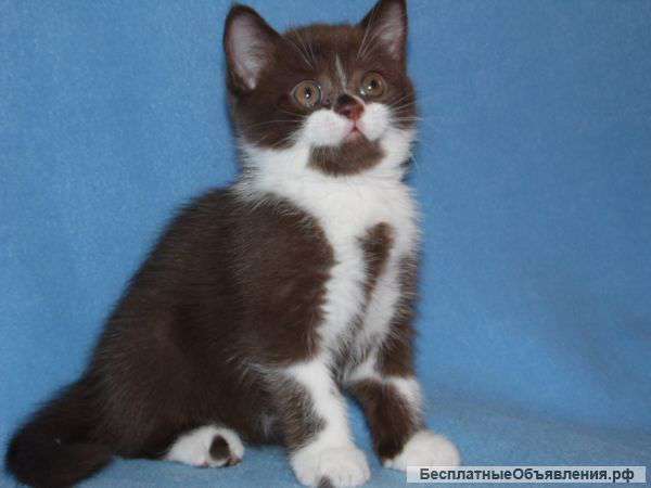 Чистокровные британские котята