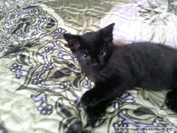 Котенок дымчато-черно-серый
