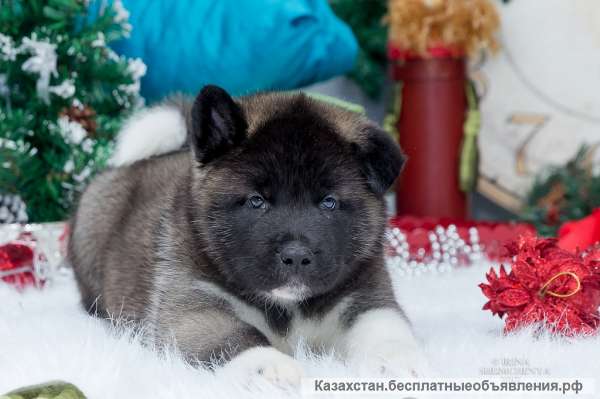 Щенки Американской Акиты в Алматы