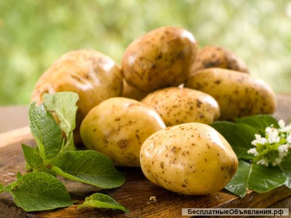 Куплю картофель