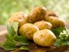 Куплю картофель