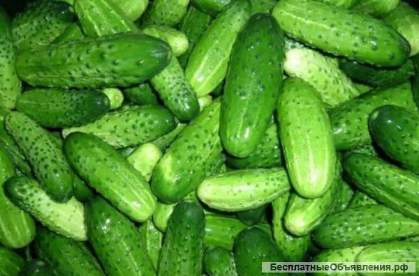 Куплю огурцы