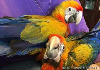 Камелот (гибрид попугаев ара) - птенцы из питомника