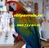 Камелот (гибрид попугаев ара) - птенцы из питомника