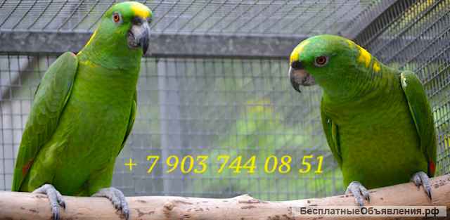 Желтошейный амазон (Amazona auropalliata) ручные птенцы из питомника
