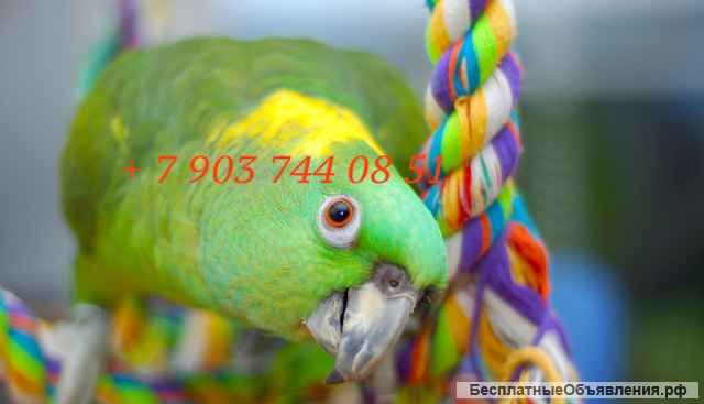 Желтошейный амазон (Amazona auropalliata) ручные птенцы из питомника