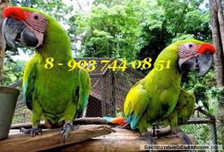 Зеленый ара (ara ambigua) - ручные птенцы из питомника