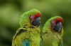 Зеленый ара (ara ambigua) - ручные птенцы из питомника