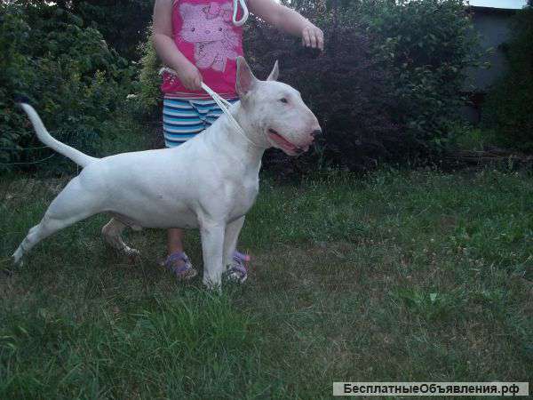 Франция - Аргентина