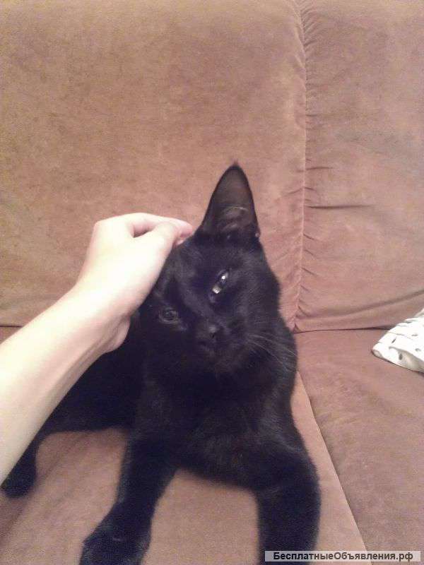 , отдаю котика в добрые руки