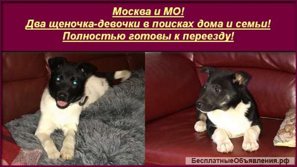 Москва и МО Щенки ищут дом и семью)