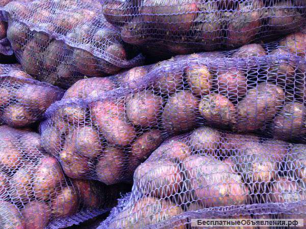 Картофель оптом от производителя