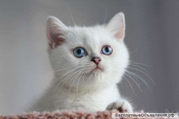 Британская серебристый котик