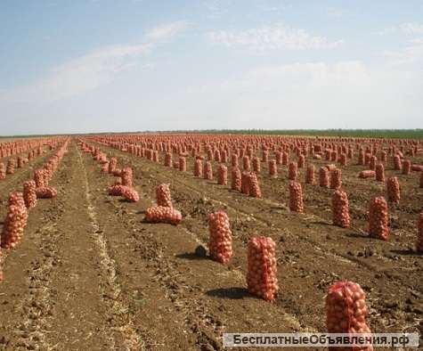 Лук оптом 7р/кг