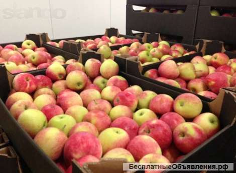 Яблоки оптом 40р/кг