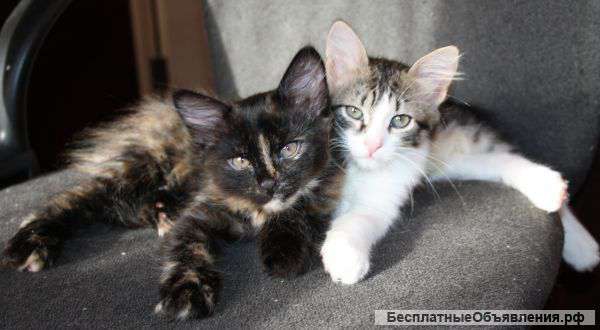Отдам котят в хорошие и добрые руки