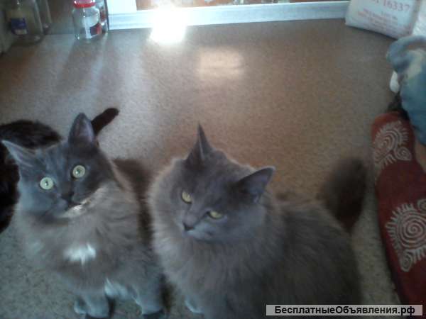 Отдам котиков