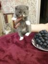 Котят