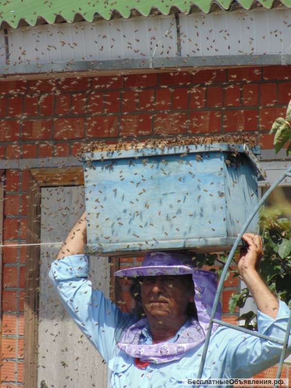 Обучение пчеловодству для начинающих